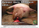 Schweine-Plakat 2